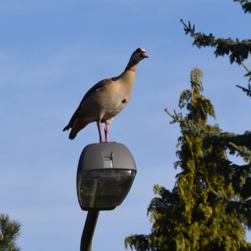 01 Fett auf der Laterne