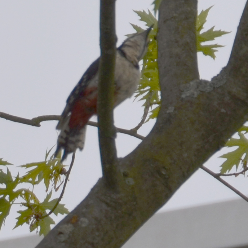 10-11-SchwarzWeissRot