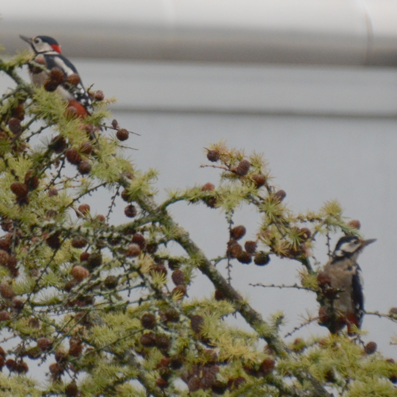 22-23-SchwarzWeissRot