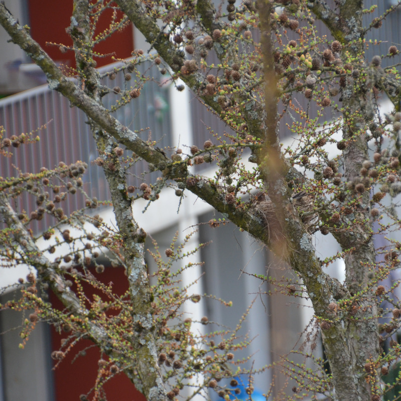 Die kranke Lärche noch ohne Nadeln