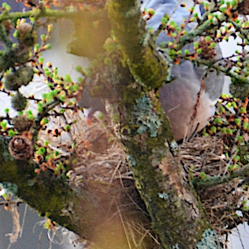 Taube nach Nesteroberung (gluckig? 20.3.2024)