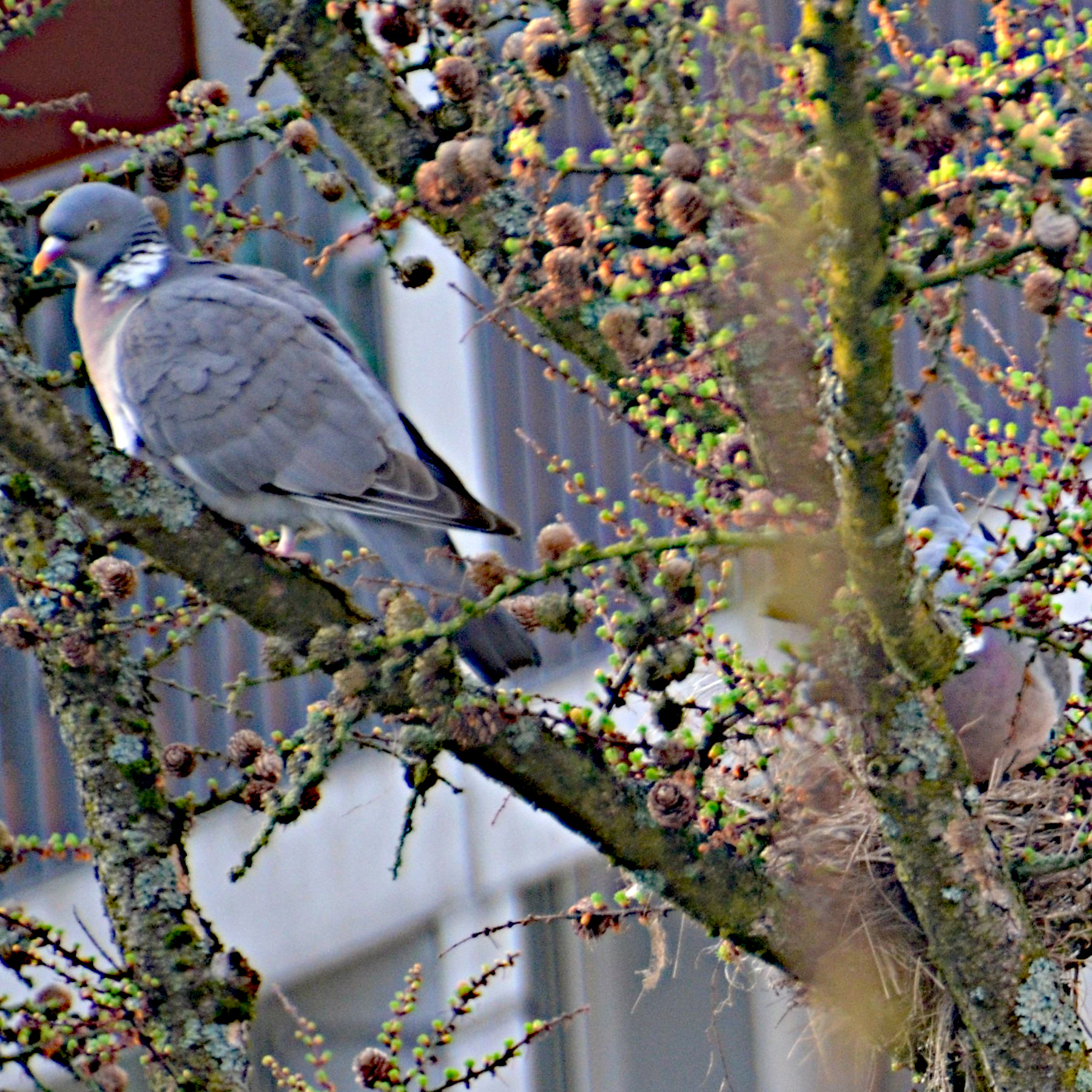 Und das Paar zusammen (20.3.2024, 8:15 Uhr)